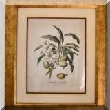 A05. Framed botanical print. 